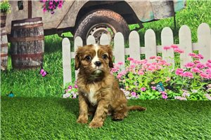 Allison - puppy for sale