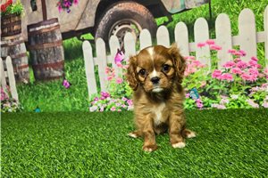 Victoria - Cavalier King Charles Spaniel for sale