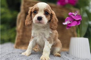 Nautilus - Cavalier King Charles Spaniel for sale