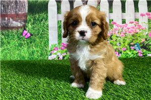 Andy - Cavalier King Charles Spaniel for sale
