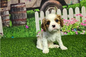 Archie - Cavalier King Charles Spaniel for sale