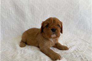 Abigail - puppy for sale