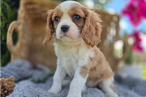 Voltage - puppy for sale