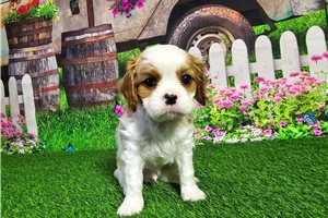 Archie - Cavalier King Charles Spaniel for sale