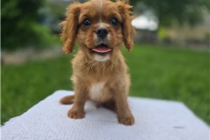 Angela - puppy for sale