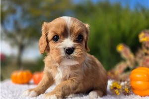 Bonita - Cavalier King Charles Spaniel for sale