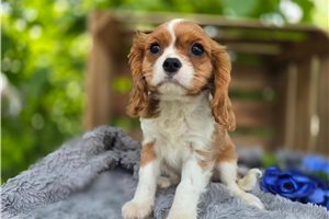 Victor - Cavalier King Charles Spaniel for sale
