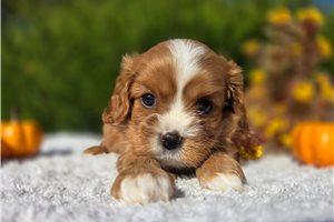 Baroness - puppy for sale