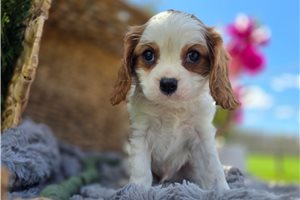 Vern - puppy for sale