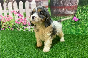 Willow - Cavapoo for sale