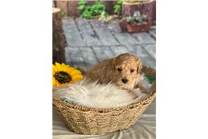 Vermont - Goldendoodle, Mini for sale
