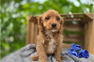 Tigger - Cavapoo for sale