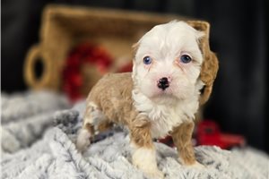 Jillian - Cavapoo for sale