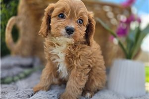 Truman - puppy for sale