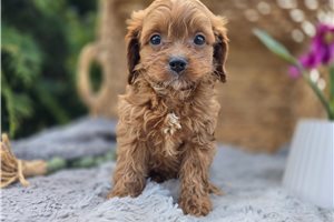 Toby - Cavapoo for sale