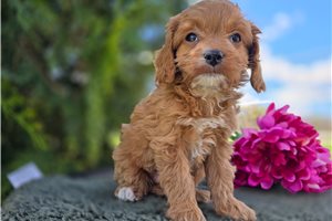 Thimble - puppy for sale