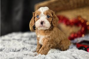 Jira - Cavapoo for sale