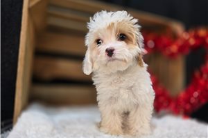 Flicka - Cavapoo for sale