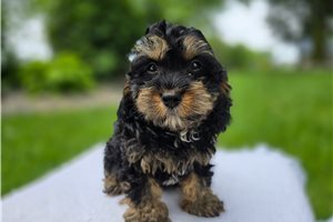 Wallace - Cavapoo for sale