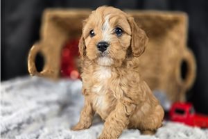 Jones - Cavapoo for sale