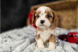 Jezzy - Cavapoo for sale