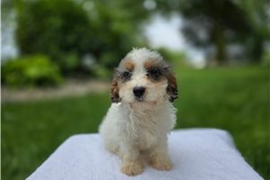 Wendy - puppy for sale