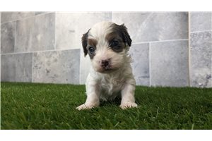 Wendy - puppy for sale