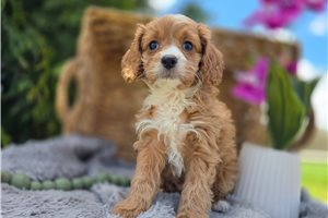Tyla - puppy for sale