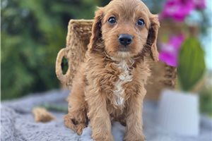 Tigger - puppy for sale