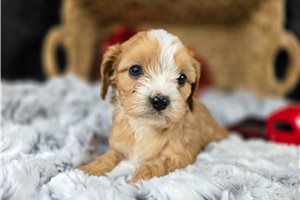 Jinx - Cavapoo for sale
