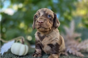 Richard - puppy for sale