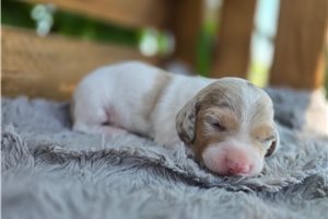 Hickory - puppy for sale