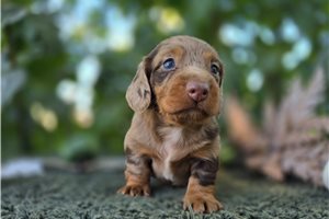 Sir Ian - Mini Dachshund for sale