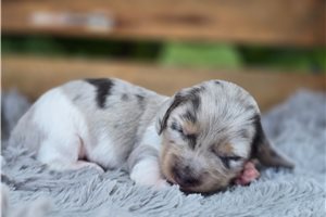 Hubert - puppy for sale