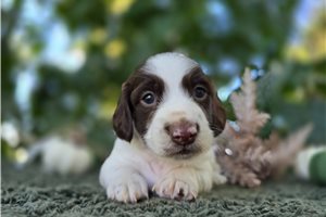 Caramel - puppy for sale