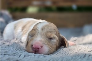 Honey - Dachshund, Tweenie for sale
