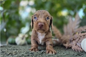 Astin - puppy for sale