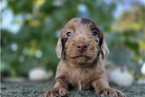 Sean - Mini Dachshund for sale