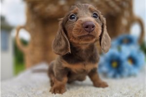 Lilibug - puppy for sale