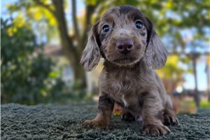 Sean - Mini Dachshund for sale
