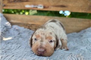 Harlow - puppy for sale