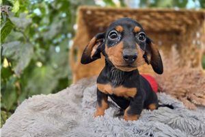 Mark - Mini Dachshund for sale