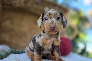 Carrie - puppy for sale