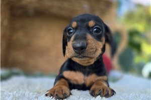 Mark - Mini Dachshund for sale