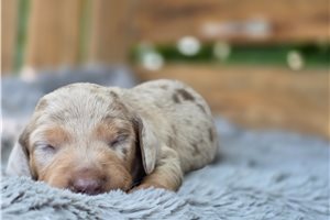 Herman - puppy for sale