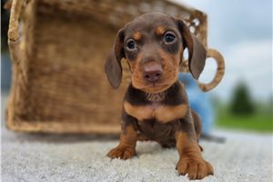 Lickety - Dachshund, Mini for sale