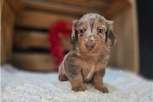 Quinton - puppy for sale