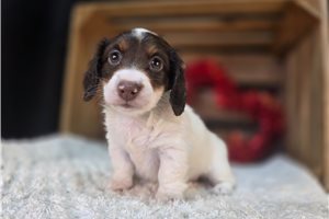 Queenie - puppy for sale