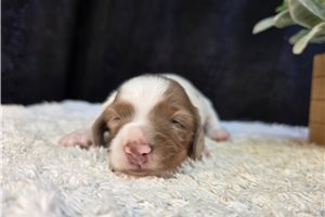 Francisco - Dachshund, Tweenie for sale