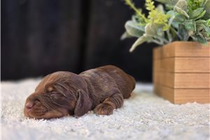 Freya - puppy for sale